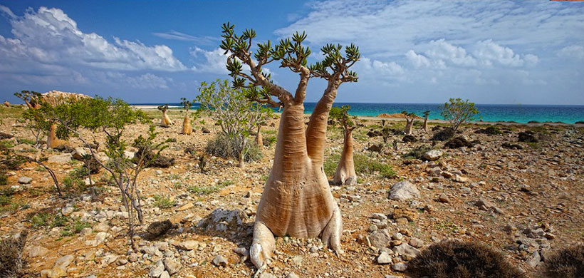Yémen : l'ile de Socotra, un patrimoine mondial menacé