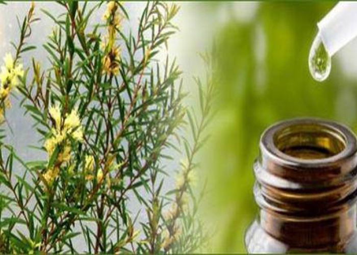 Que faire avec l&#039;huile essentielle d&#039;arbre &agrave; th&eacute; ?