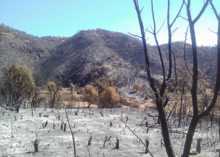 Incendies de forêts : Plus de 18 pyromanes arrêtés 
