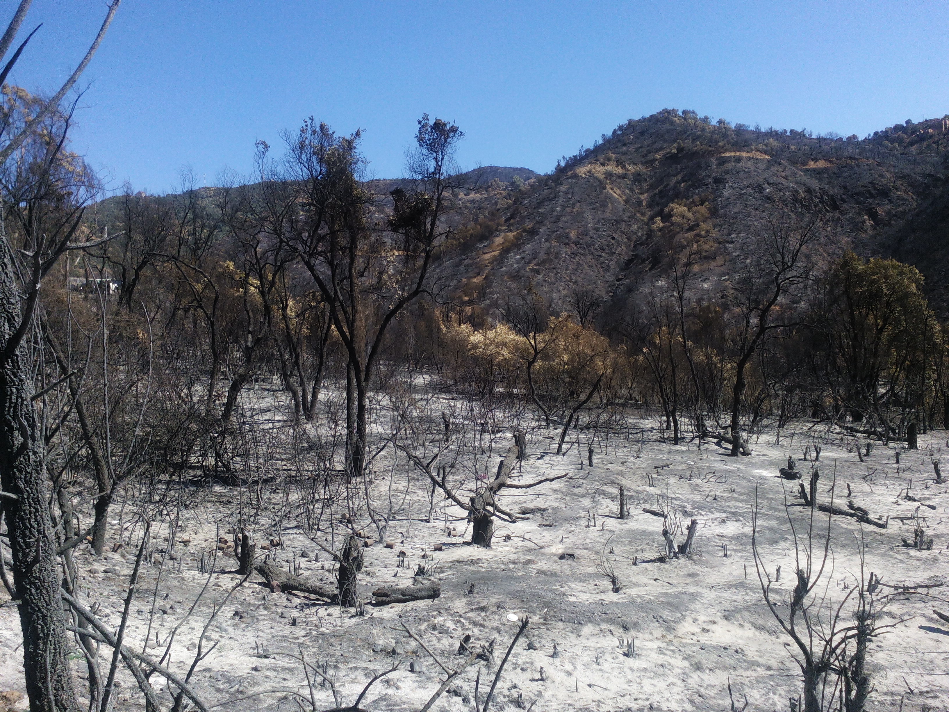 Incendies de forêts : Plus de 60.000 oliviers détruits à Tizi Ouzou