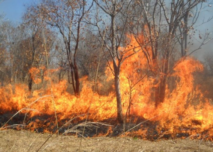 Des numéros de téléphone aux citoyens pour signaler les incendies de forêts 