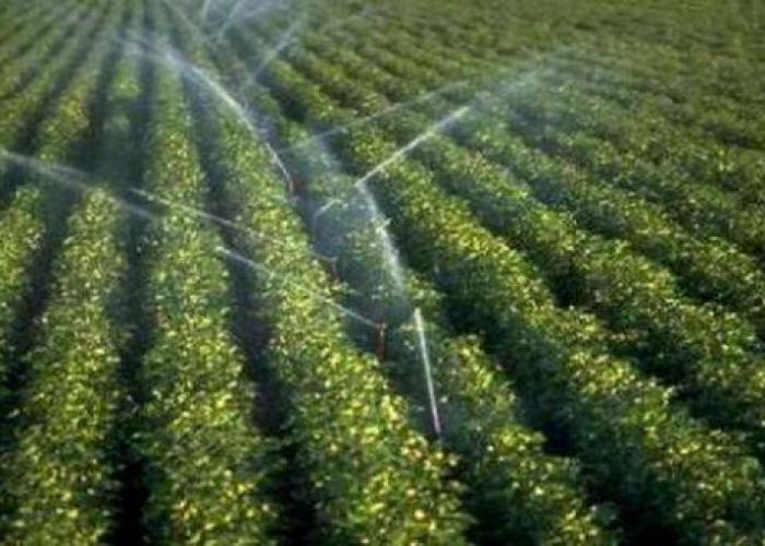 Algérie : Une production agricole d'une valeur de 3000 milliards de dinars