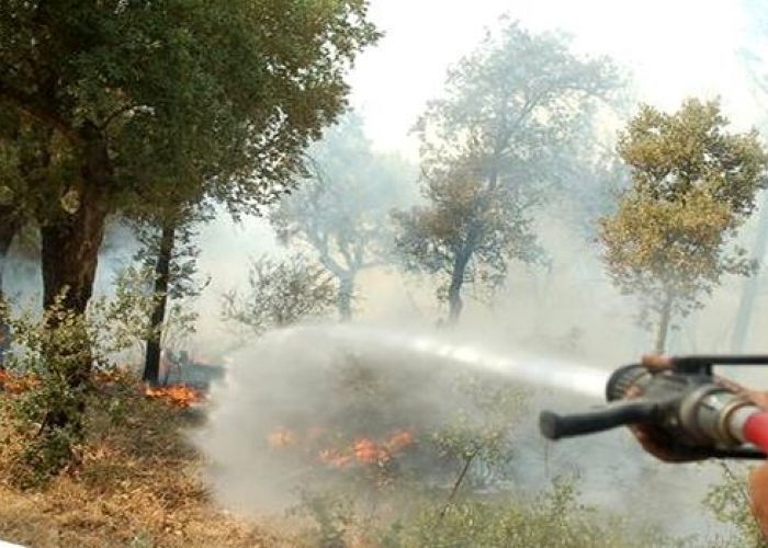 Feux de forêts à Maâlla (Bouira) : 30 victimes et 12 habitations endommagées 