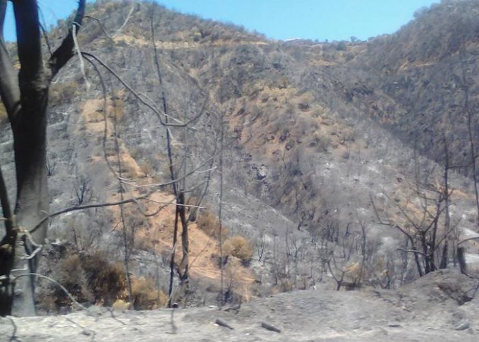 Feux de forêts : Plus de 14.000 ha de couvert végétal détruits depuis le début juin 