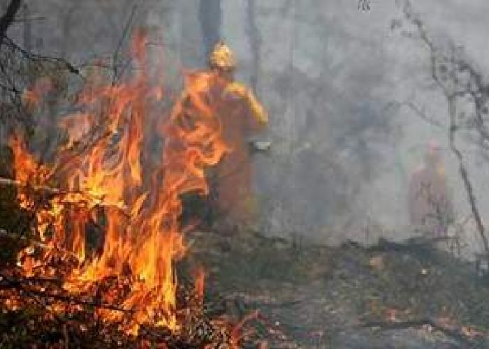 Feux de forêts dans les wilayas du centre et l'est du pays 