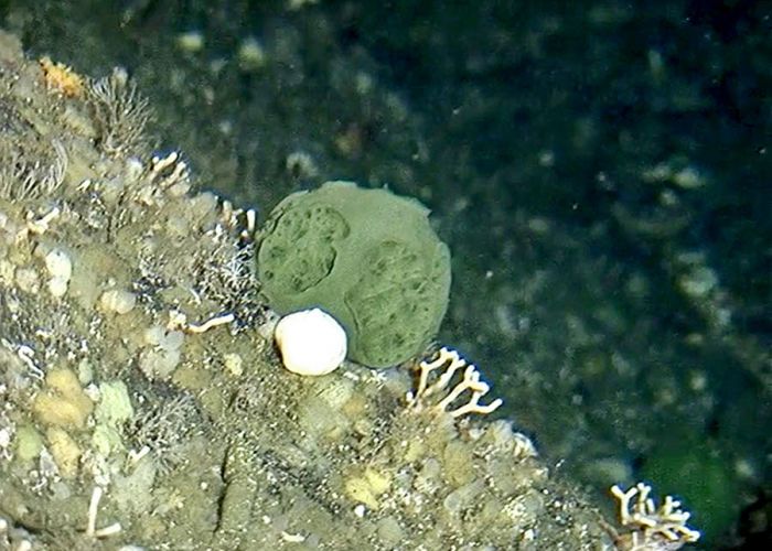 Une éponge "miracle" anti-cancer découverte en Alaska