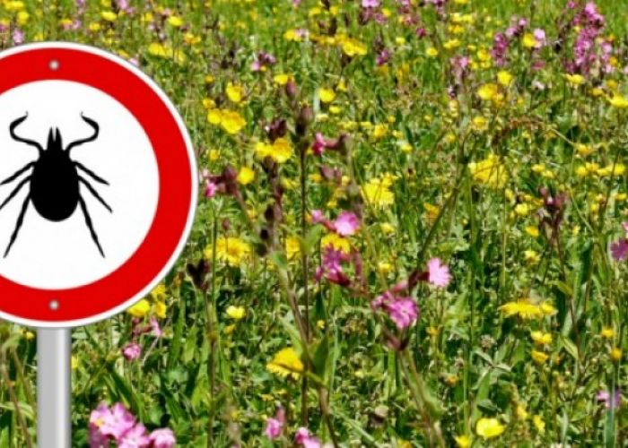 Un candidat vaccin contre la maladie de Lyme