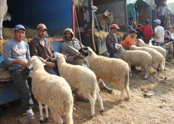 Vente du mouton de l’Aïd : 23 sites retenus, avec un appoint pour la Capitale