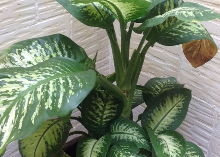 Vérifiez si vous avez cette plante chez vous, elle est dangereuse !