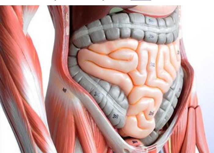 Souffrez-vous du syndrome de l’intestin passoire ?