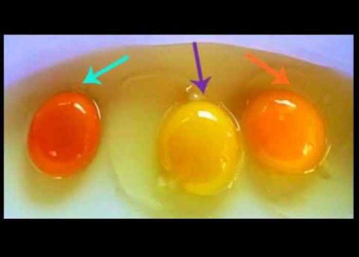 Savez-vous quel jaune d’œuf provient d’une poule en bonne santé ? 