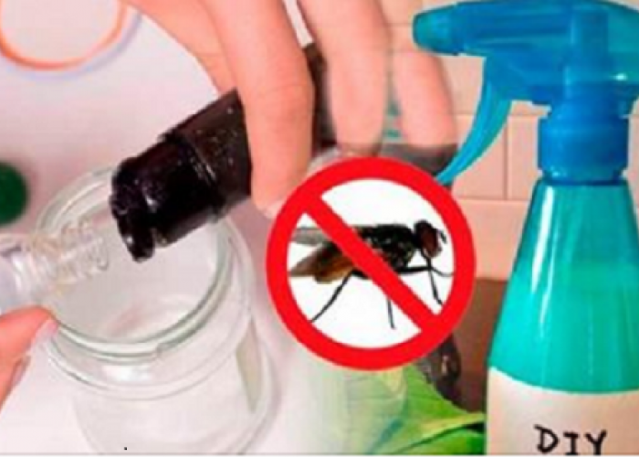 Utilisez ce produit fait maison et dites adieu aux mouches pour toujours !
