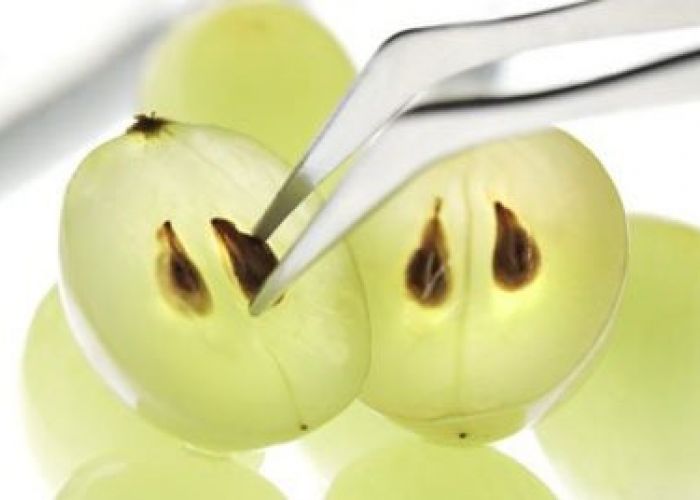 Les pépins de raisin peuvent éliminer les pires maladies !