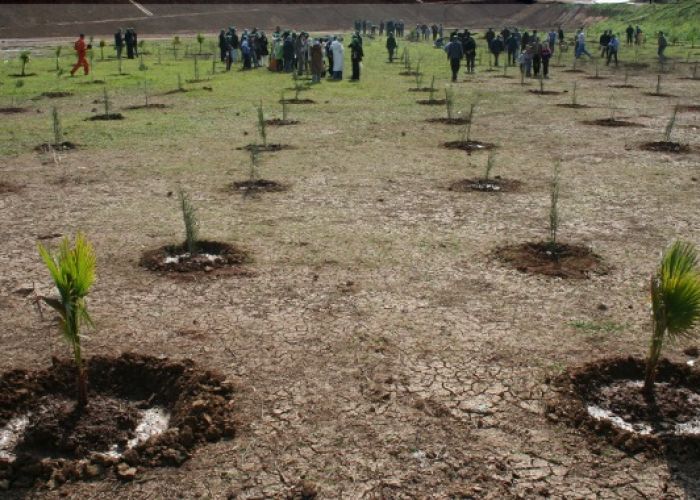 Patrimoine forestier : Sonatrach finance une opération de reboisement de 500.000 arbres