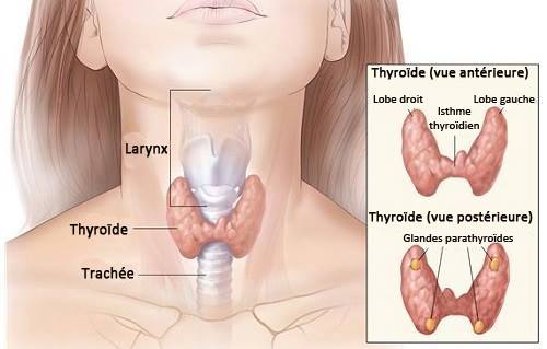 Six signes cachés d'un problème de thyroïde
