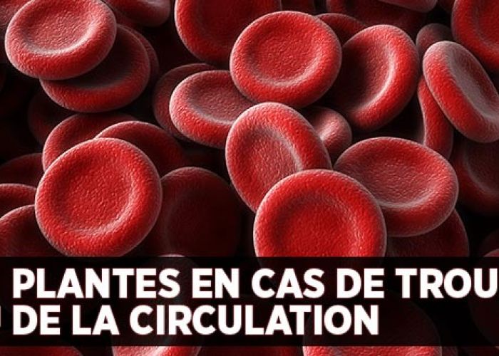 Quatre plantes en cas de trouble de la circulation