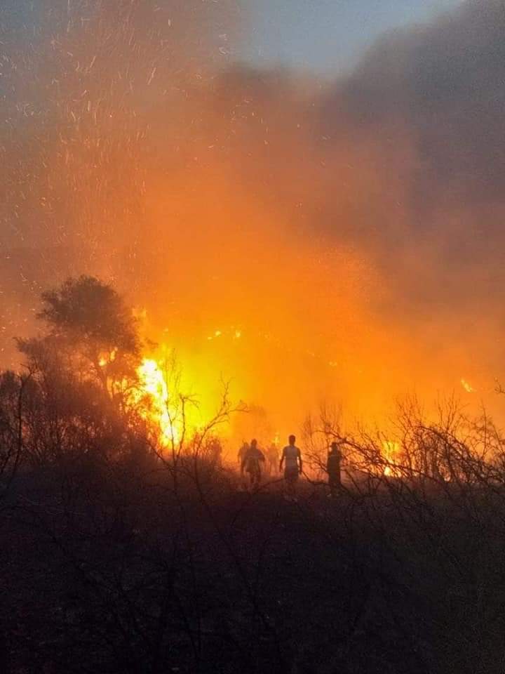 Feux de forêts : 29 foyers sont en cours dans 12 wilayas