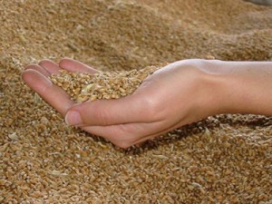L'Algérie a acheté en 15 jours 1 million de tonnes de blé