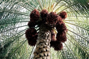 Agriculture : Un programme de 9 milliards de dinars pour le développer le palmier dattier