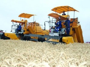 Céréales: plus de 2,9 millions d'hectares semés à fin décembre
