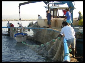 Pêche: Près de 5.000 marins seront indemnisés pendant le repos biologique