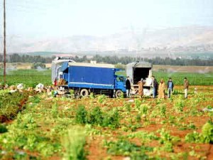 Agriculture : 400.000 hectares pour la création de nouvelles exploitations