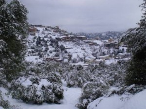 Tizi-Ouzou : Près de 50% des oliveraies de montagne endommagées par la neige