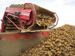 Intempéries : Déstockage de 7.500 tonnes de pommes de terre pour réguler le marché