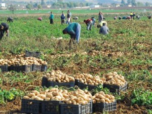 La pomme de terre dans tous ses états