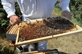 Baisse de moitié de la production nationale de miel en 2012