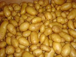 Vers une production de 4 millions de tonnes de pomme de terre en 2012
