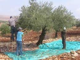 La production oléicole a baissé de plus de 35%