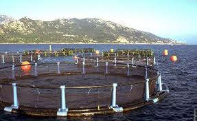 Accord entre les centres de recherche algérien et coréen de la pêche