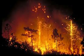 Plus de 11.000 hectares de forêts déjà partis en fumée