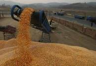 Céréales : Les prévisions de production revues à la baisse 
