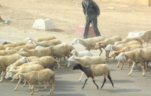 Flambée des prix du mouton en Algérie et export frauduleux vers la Tunisie et la Libye