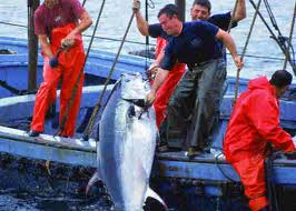 Algérie: Les opérateurs étrangers exclus de la pêche au thon rouge
