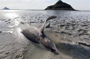 Un requin échoué au port de Tigzirt