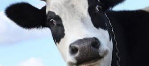 Vache folle : L'Algérie suspend l'importation de la viande du Brésil