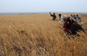 Syrie : Forte chute de la production agricole, appel à secourir d’urgence le secteur (FAO)
