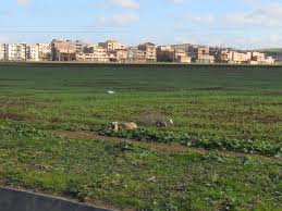 Algérie : Plus de 150.000 ha de terres agricoles détournés 