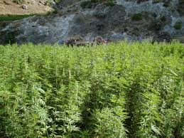  Selon les USA et l'ONU, le Maroc est le principal fournisseur mondial de cannabis 