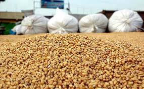  Algérie : Près de 500 millions de dollars d'importations de blé au 1er trimestre 2013