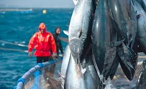 Pêche au thon : 9 armateurs nationaux en lice pour la campagne 2013