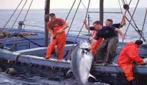 Pêche au thon 2013 : 9 demandes déposées 