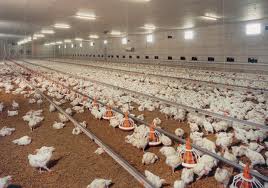 Aliments de volaille : 1,4 milliard de dollars d'importations en 2012