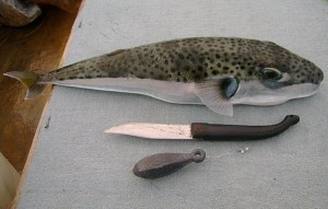 Alerte contre la pêche et la consommation du "poisson-lapin", un poisson toxique
