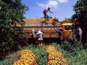  Produits agricoles: le Maroc vent debout après une décision de l'UE 