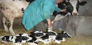 Fièvre aphteuse : 5 marchés à bestiaux fermés temporairement à Souk Ahras 