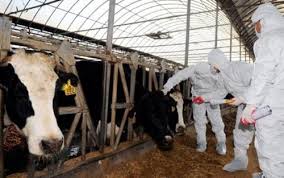Fièvre aphteuse : Fermeture de tous les marchés à bestiaux du pays